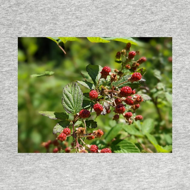 Red Berries by AustaArt